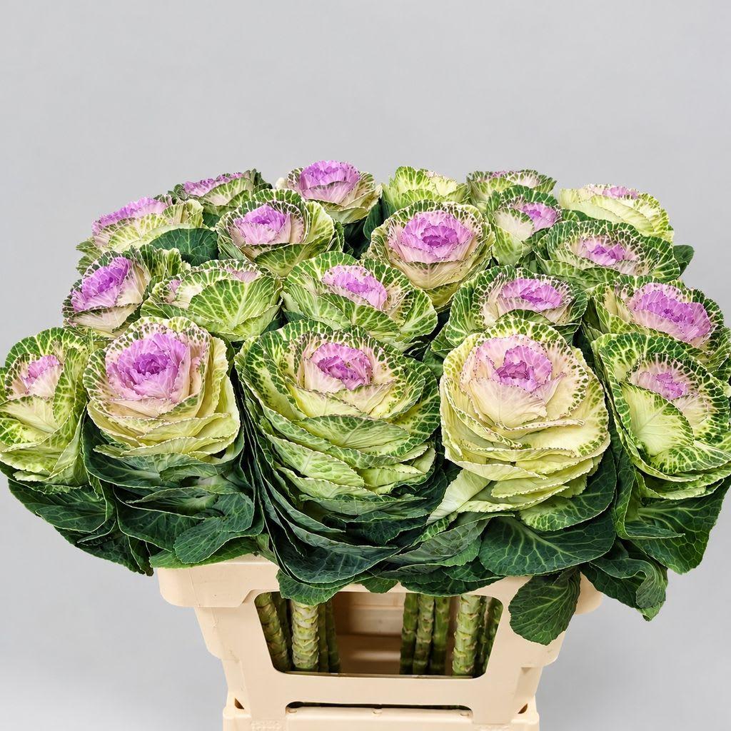 Срезанные цветы оптом Brassica crane bicolour от 20шт из Голландии с доставкой по России