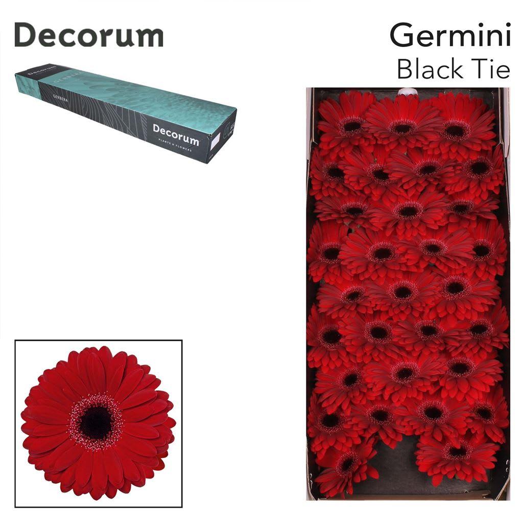 Срезанные цветы оптом Germini black tie от 60шт из Голландии с доставкой по России