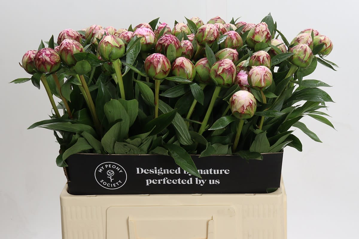 Срезанные цветы оптом Paeonia sarah bernhardt от 60шт из Голландии с доставкой по России