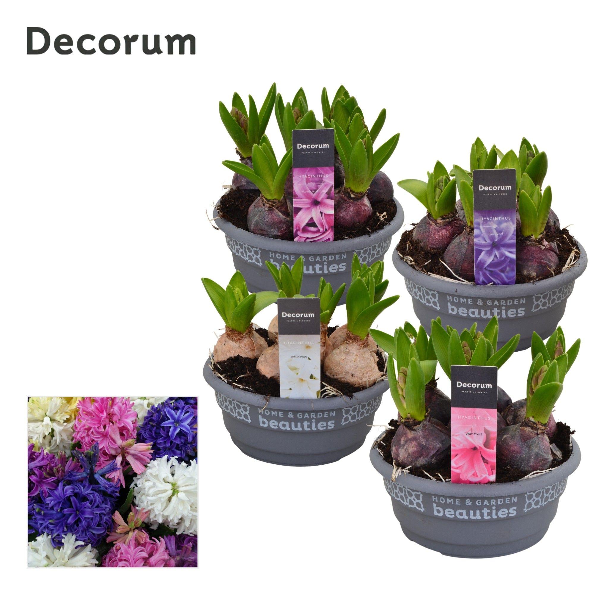 Горшечные цветы и растения оптом Hyacinthus Mix Bowl (decorum) от 7шт из Голландии с доставкой по России