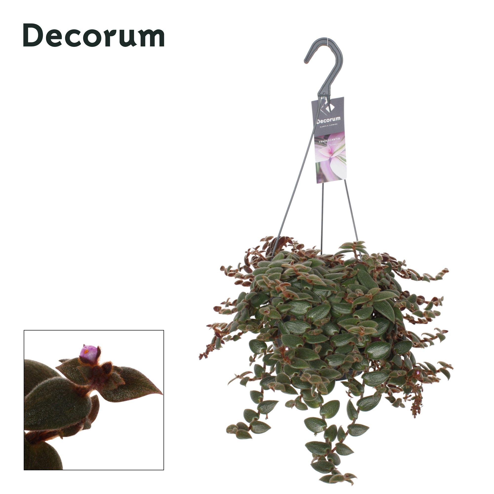 Горшечные цветы и растения оптом Tradescantia Brown Hill от 6шт из Голландии с доставкой по России