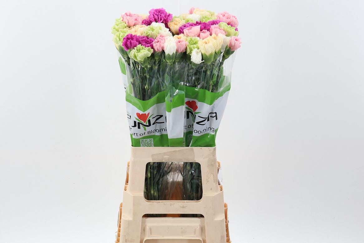 Срезанные цветы оптом Dianthus st mix rainbow pastel (mixbunch) от 80шт из Голландии с доставкой по России