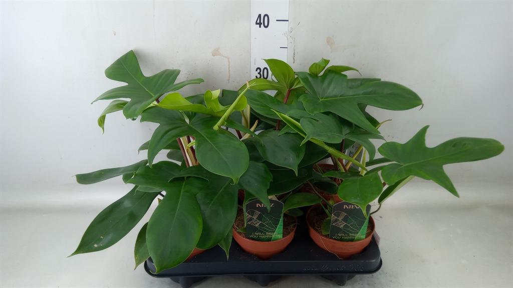 Горшечные цветы и растения оптом Philodendron Black Cardinal от 6шт из Голландии с доставкой по России Горшечные цветы и растения оптом Philodendron Black Cardinal от 6шт из Голландии с доставкой по России