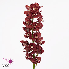 Срезанные цветы оптом Minicymbidium redbaker benjamin от 4шт. из Голландии с доставкой по России