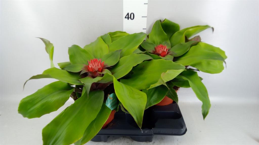 Горшечные цветы и растения оптом Aechmea Tayoensis от 2шт из Голландии с доставкой по России
