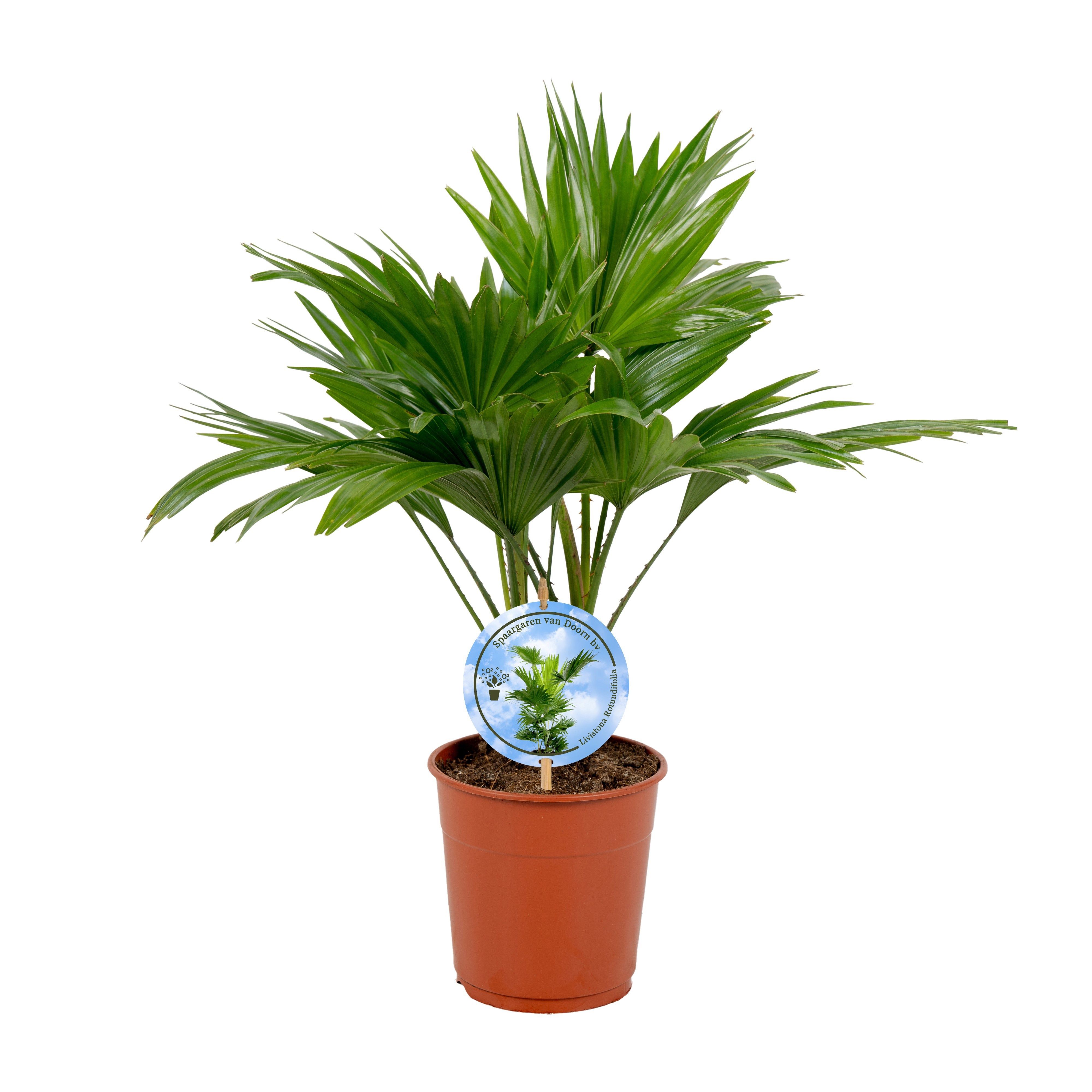 Горшечные цветы и растения оптом Livistona Rotundifol от 6шт из Голландии с доставкой по России