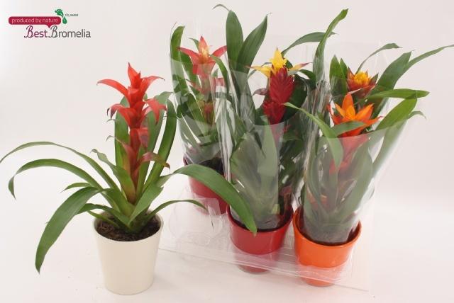 Горшечные цветы и растения оптом Bromelia Gem от 6шт из Голландии с доставкой по России