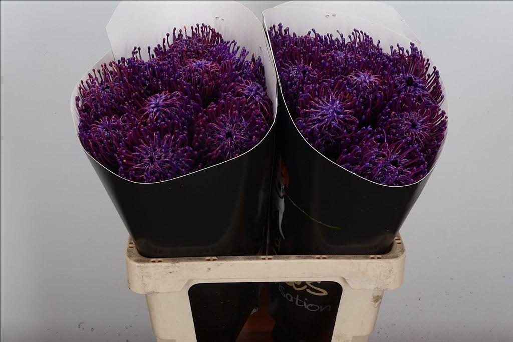 Срезанные цветы оптом Nutans wax purple от 20шт из Голландии с доставкой по России