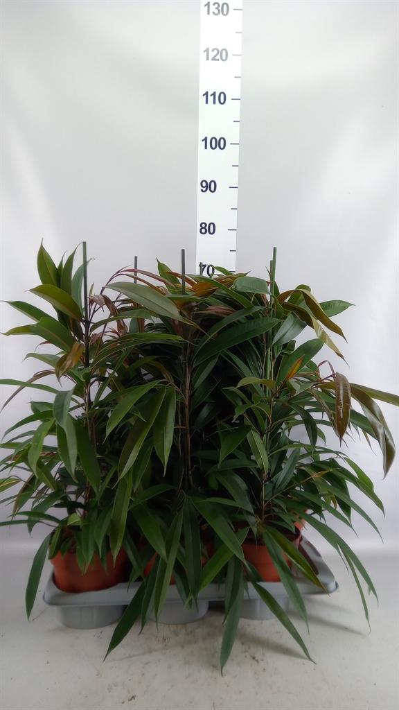 Горшечные цветы и растения оптом Ficus Binn. amstel King от 6шт из Голландии с доставкой по России