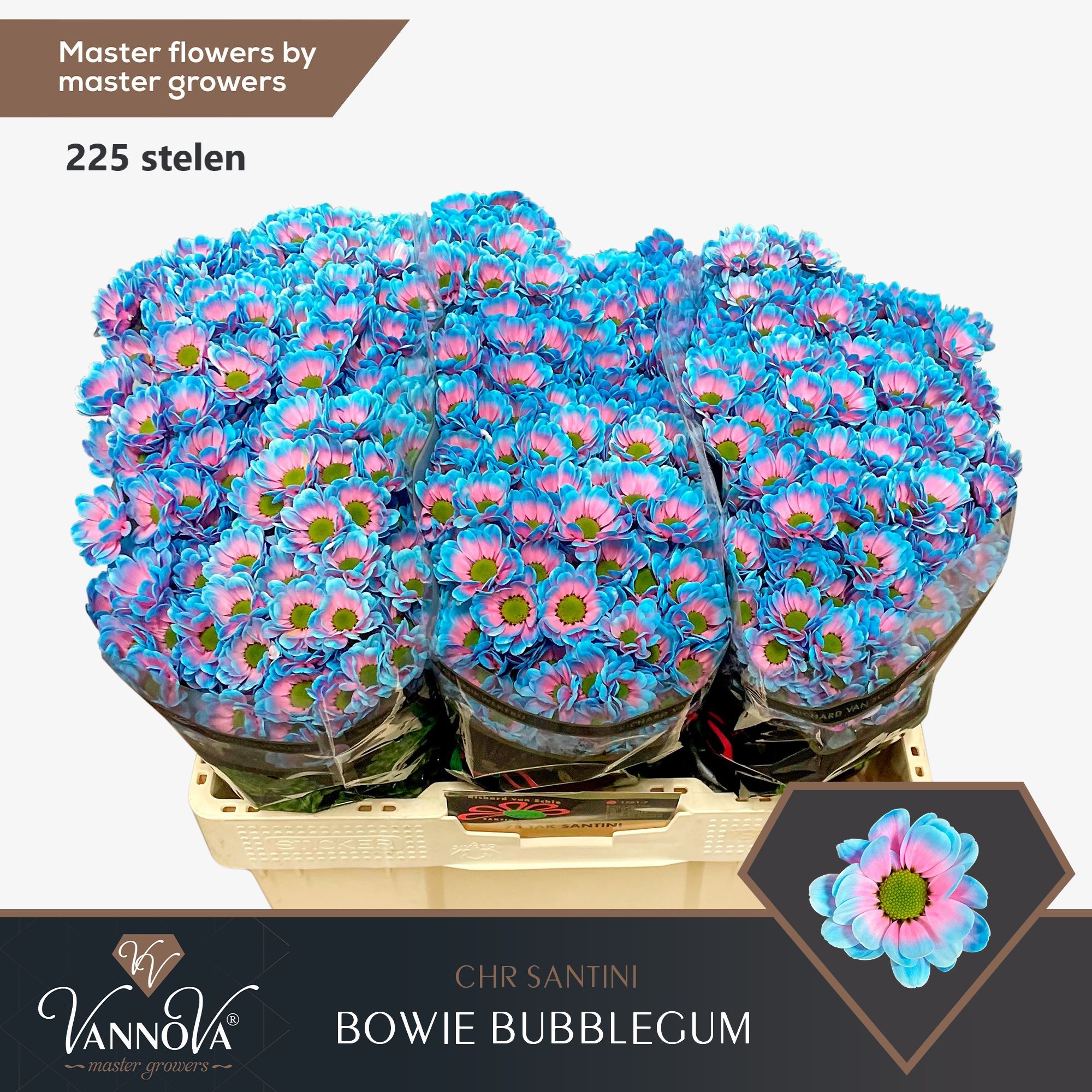 Срезанные цветы оптом Chrys sa paint bowie bubblegum от 225шт из Голландии с доставкой по России