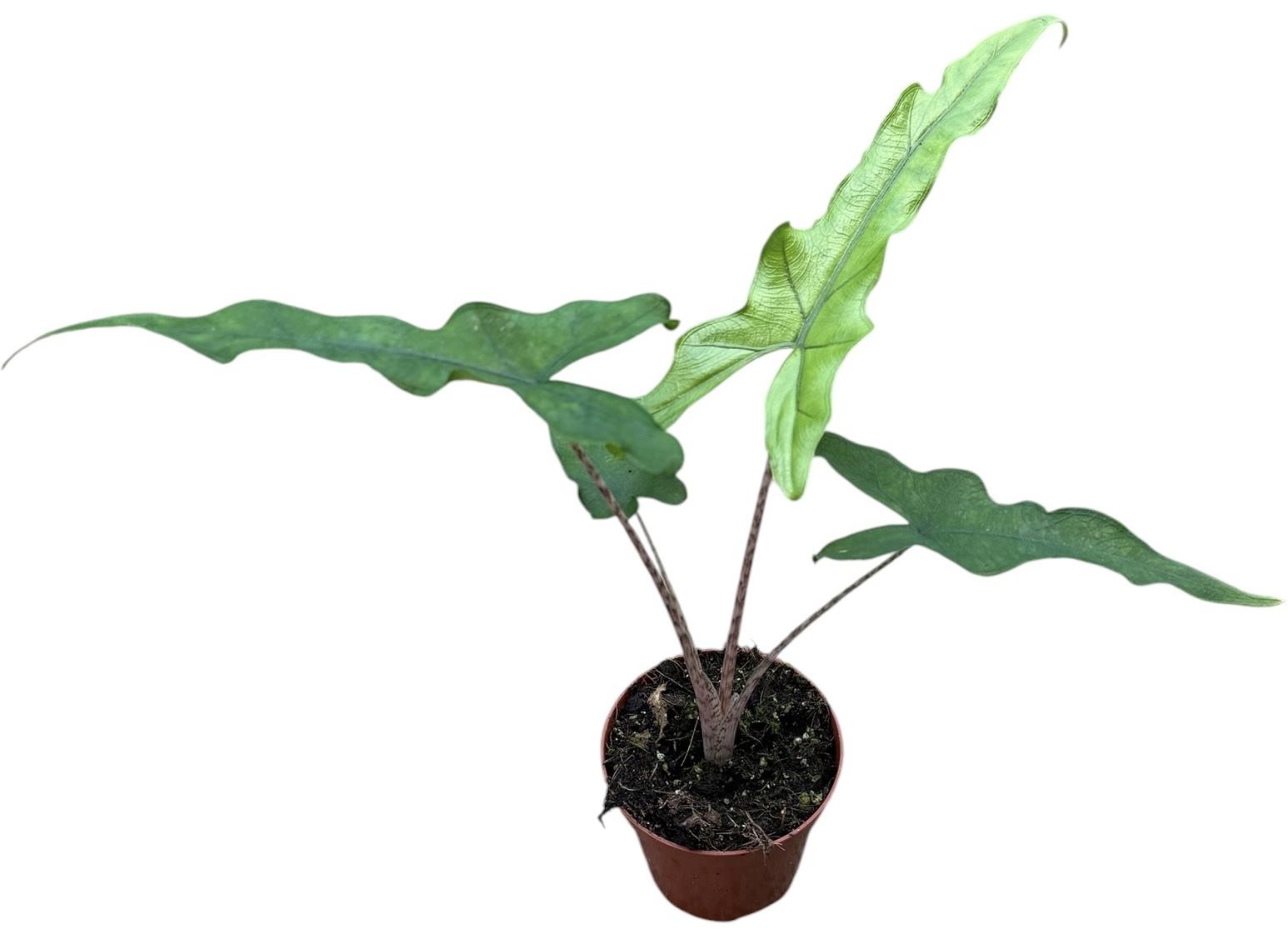 Горшечные цветы и растения оптом Alocasia Sabrina от 1шт (для телеги) из Голландии с доставкой по России