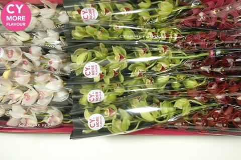 Срезанные цветы оптом Minicymbidium mix christmas от 8шт. из Голландии с доставкой по России