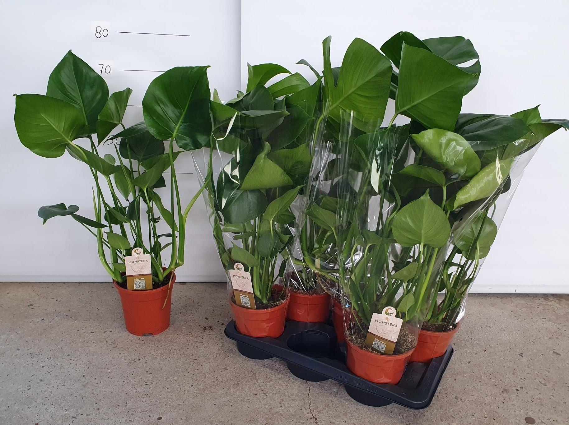 Горшечные цветы и растения оптом Monstera Deliciosa от 6шт из Голландии с доставкой по России