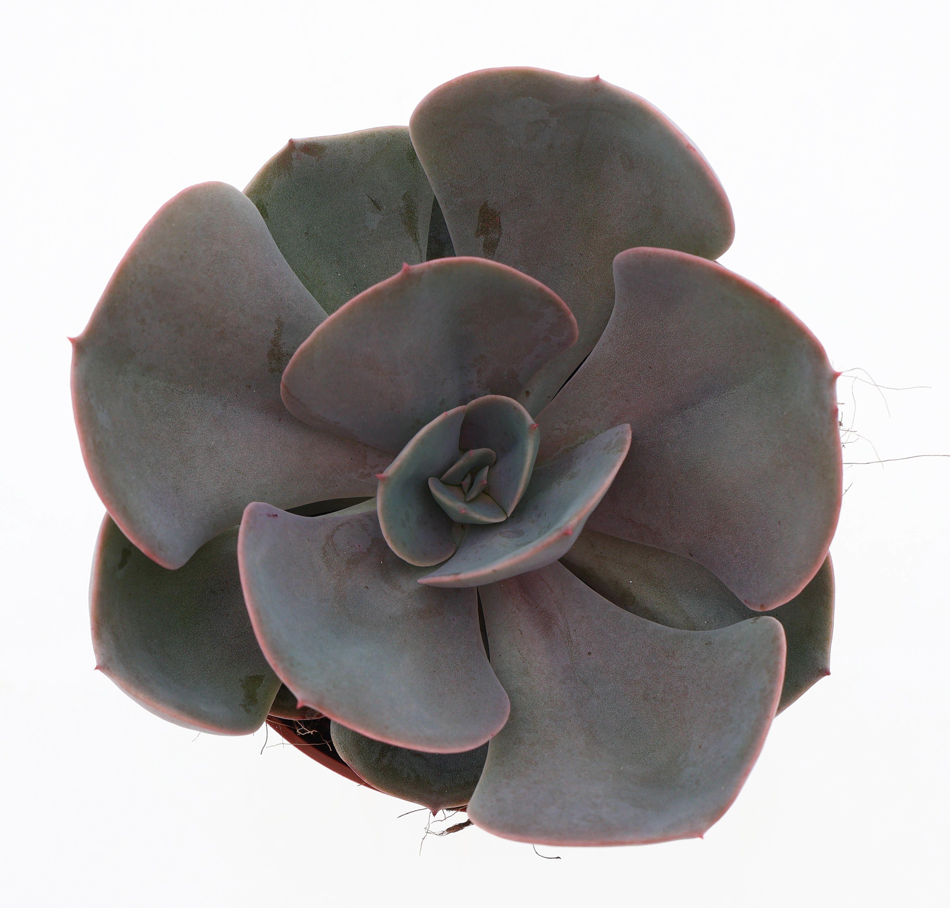 Горшечные цветы и растения оптом Echeveria Perle Von Nurnberg от 8шт из Голландии с доставкой по России