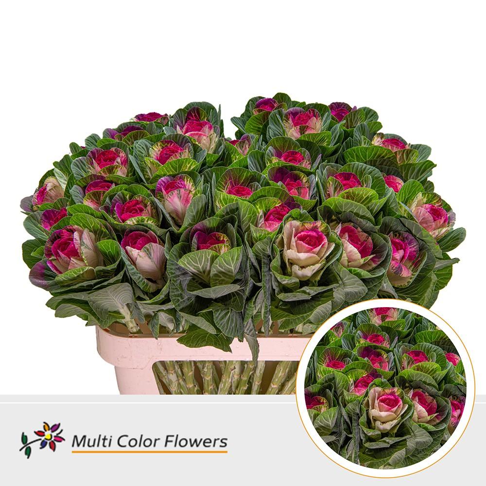 Срезанные цветы оптом Brassica paint naturel + erica eye от 30шт из Голландии с доставкой по России