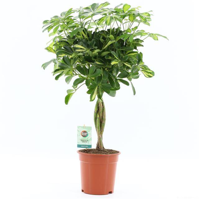 Горшечные цветы и растения оптом Schefflera Arb. Gold Capella от 1шт из Голландии с доставкой по России