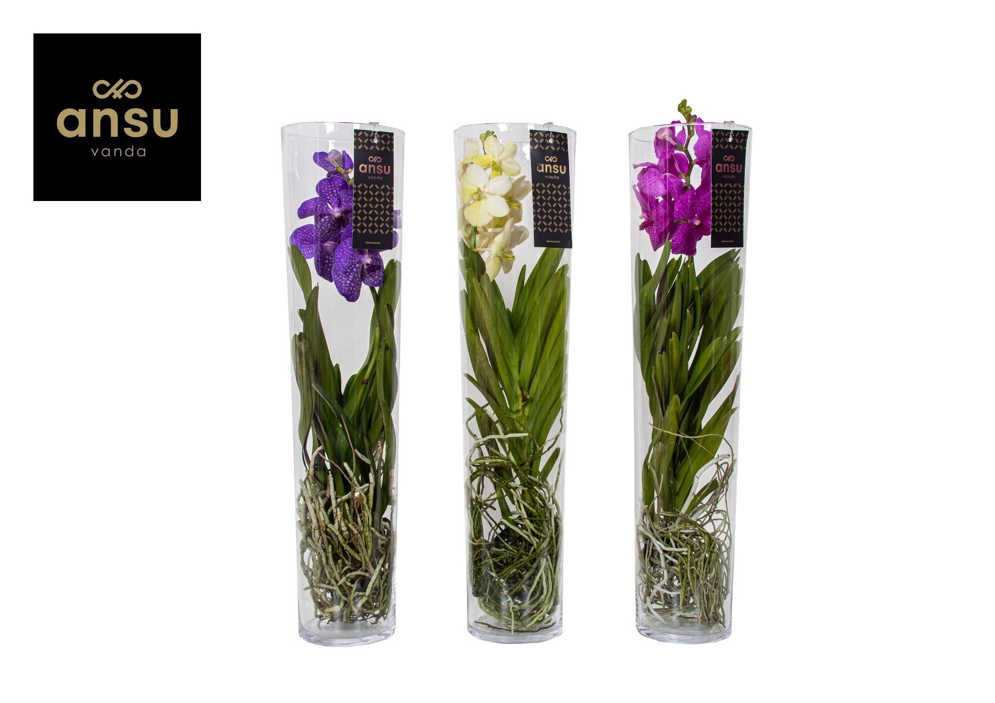 Горшечные цветы и растения оптом Vanda Michelle 70 Mix от 1шт из Голландии с доставкой по России