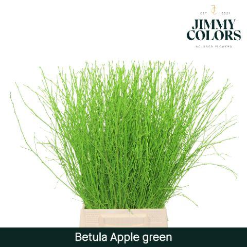 Срезанные цветы оптом Betula paint applegreen от 20шт из Голландии с доставкой по России