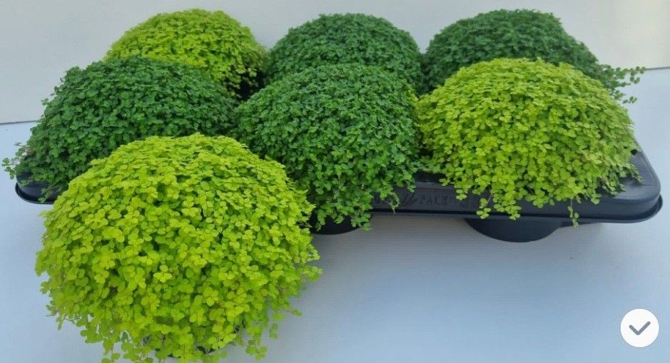 Горшечные цветы и растения оптом Solei Sol  Gem 2 Srt от 6шт из Голландии с доставкой по России