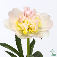 Срезанные цветы оптом Paeonia top brass от 50шт из Голландии с доставкой по России
