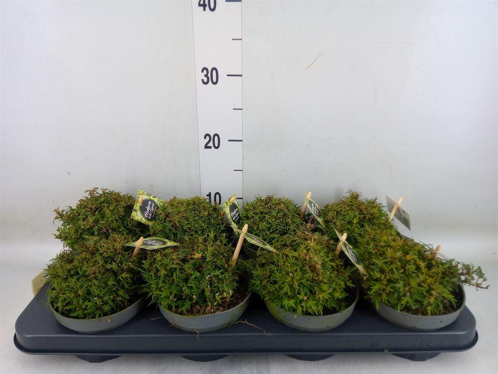 Горшечные цветы и растения оптом Hedera ... от 8шт из Голландии с доставкой по России Горшечные цветы и растения оптом Hedera ... от 8шт из Голландии с доставкой по России