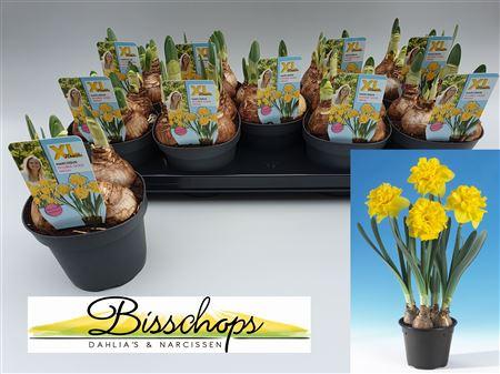 Горшечные цветы и растения оптом Narc D Do Gold Medal от 9шт из Голландии с доставкой по России