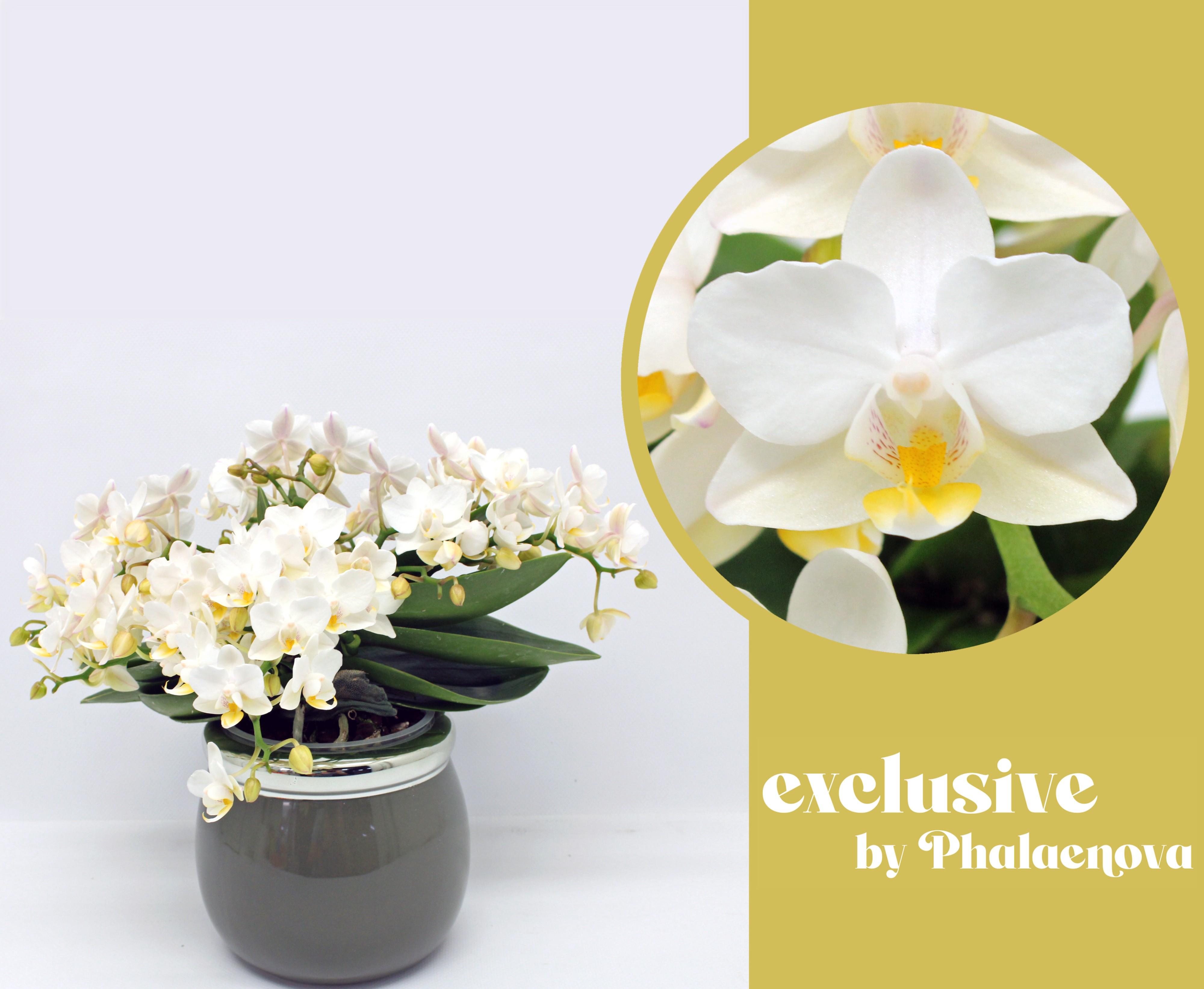 Горшечные цветы и растения оптом Phal Multi An Nazare White 30+in Ceramic от 2шт из Голландии с доставкой по России