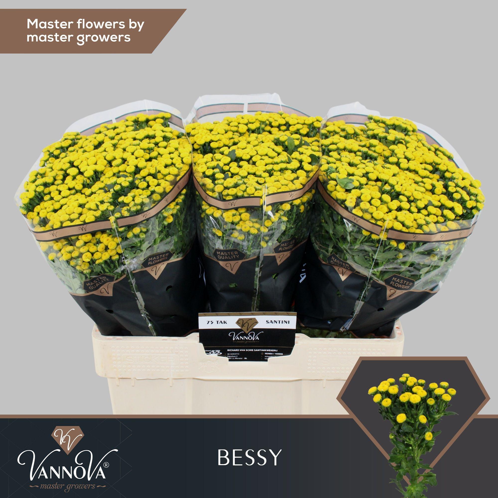 Срезанные цветы оптом Chrys sa bessy от 75шт из Голландии с доставкой по России