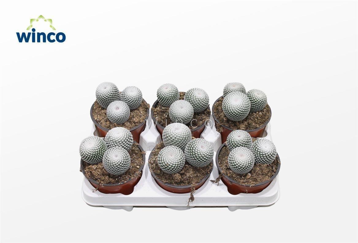 Горшечные цветы и растения оптом Mamm Ov от 6шт из Голландии с доставкой по России