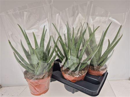 Горшечные цветы и растения оптом Aloe Mistral от 4шт из Голландии с доставкой по России