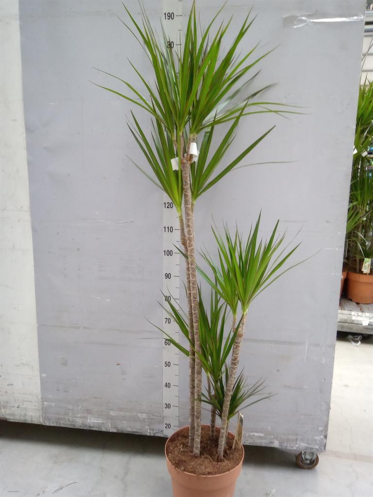 Горшечные цветы и растения оптом Dracaena Marg. от 1шт из Голландии с доставкой по России