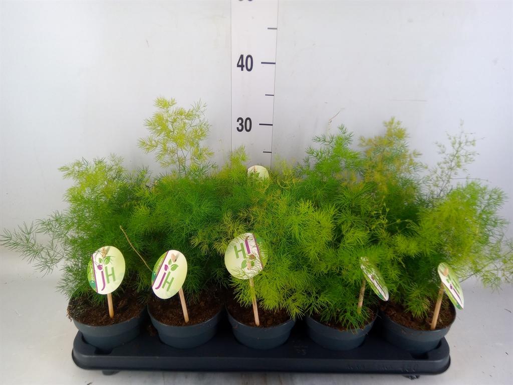 Горшечные цветы и растения оптом Asparagus Umbellatus от 10шт из Голландии с доставкой по России