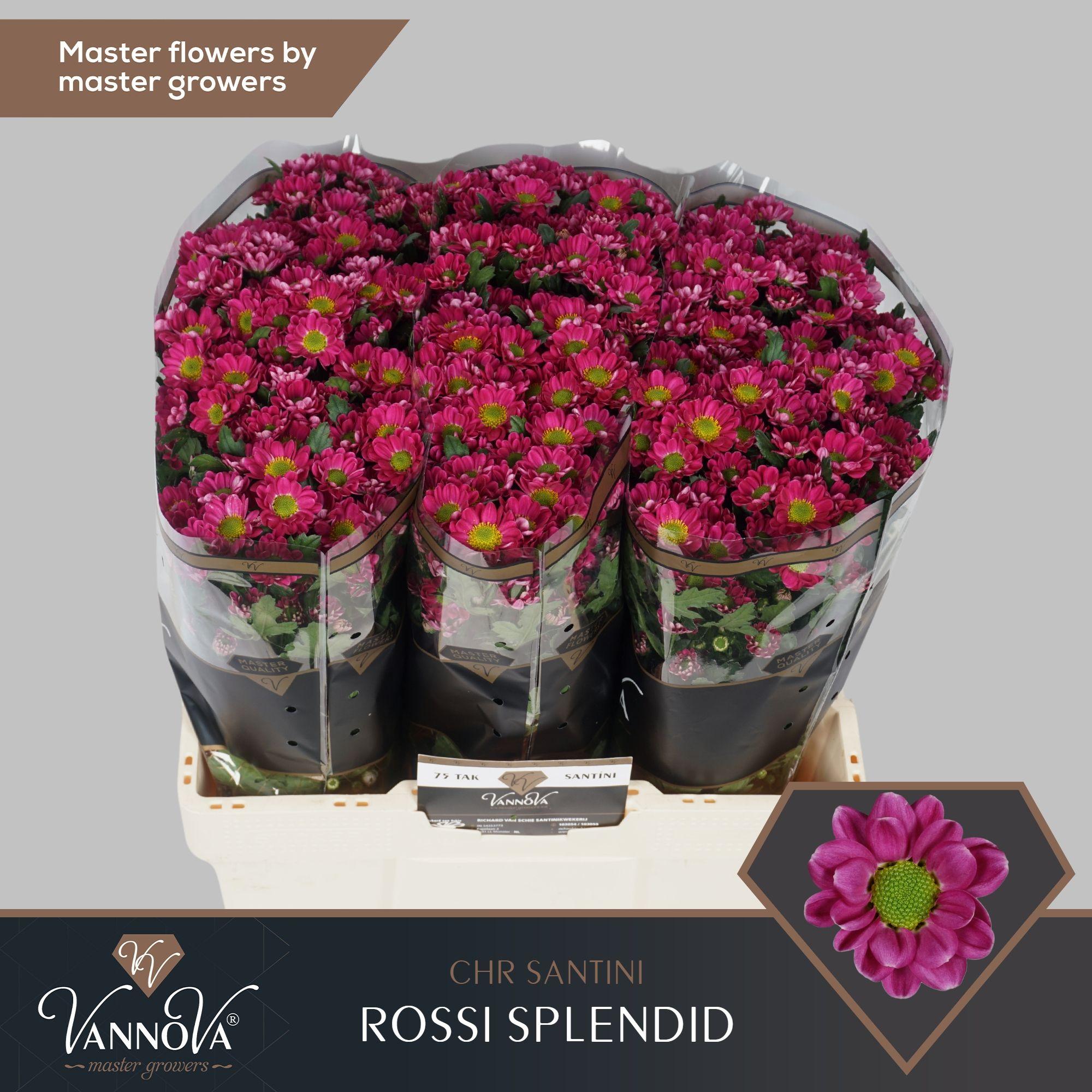 Срезанные цветы оптом Chrys sa rossi splendid от 225шт. из Голландии с доставкой по России