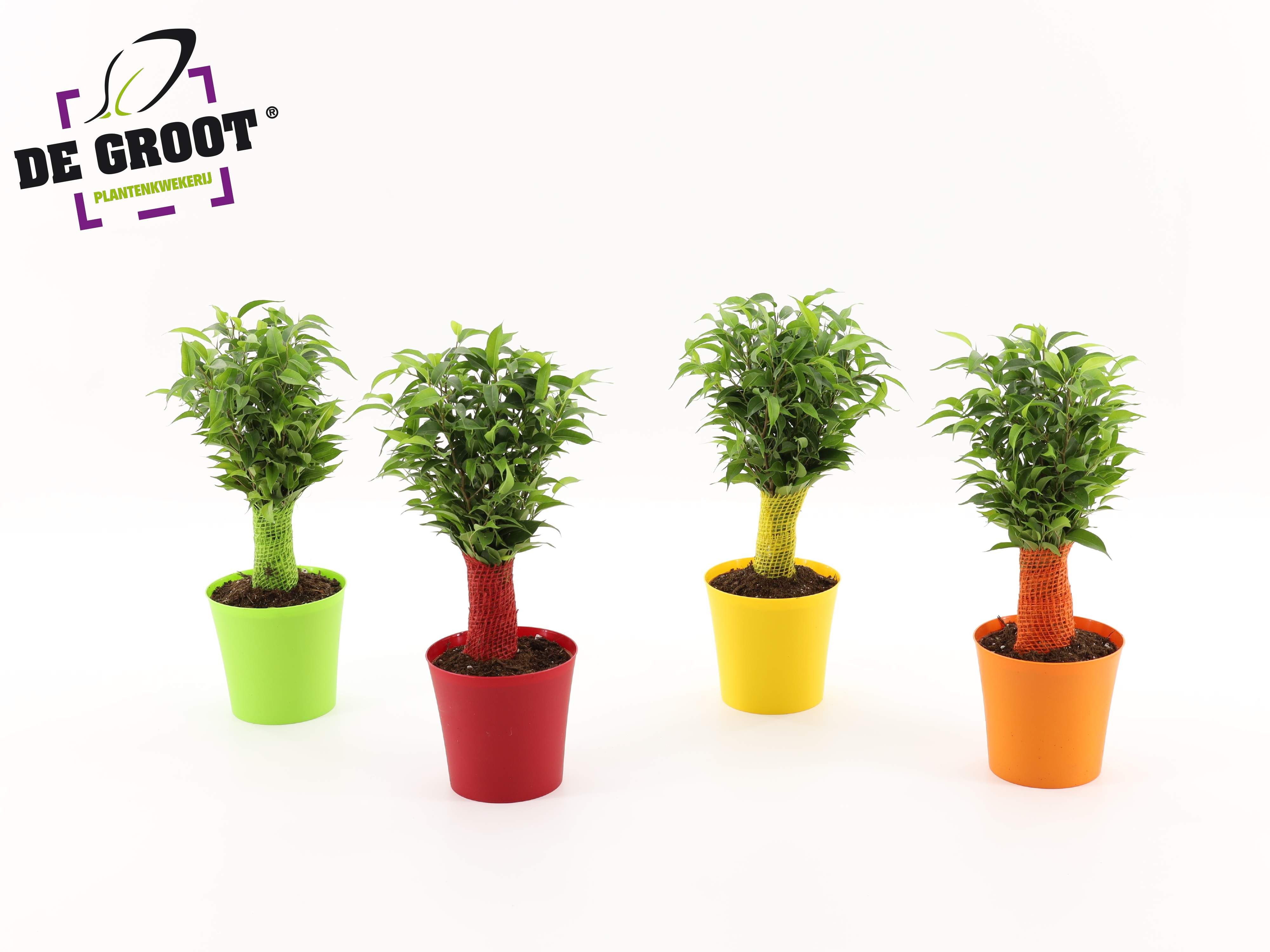 Горшечные цветы и растения оптом Ficus Be Natasja Ton-sur-ton от 8шт из Голландии с доставкой по России