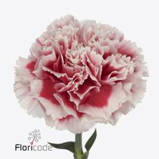 Срезанные цветы оптом Dianthus st safari от 240шт из Голландии с доставкой по России