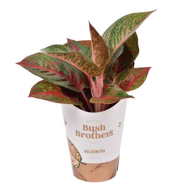 Горшечные цветы и растения оптом Aglaonema Dark Star от 6шт из Голландии с доставкой по России