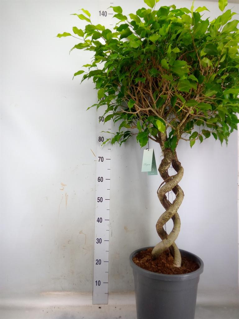 Горшечные цветы и растения оптом Ficus Benja.   ... от 1шт из Голландии с доставкой по России