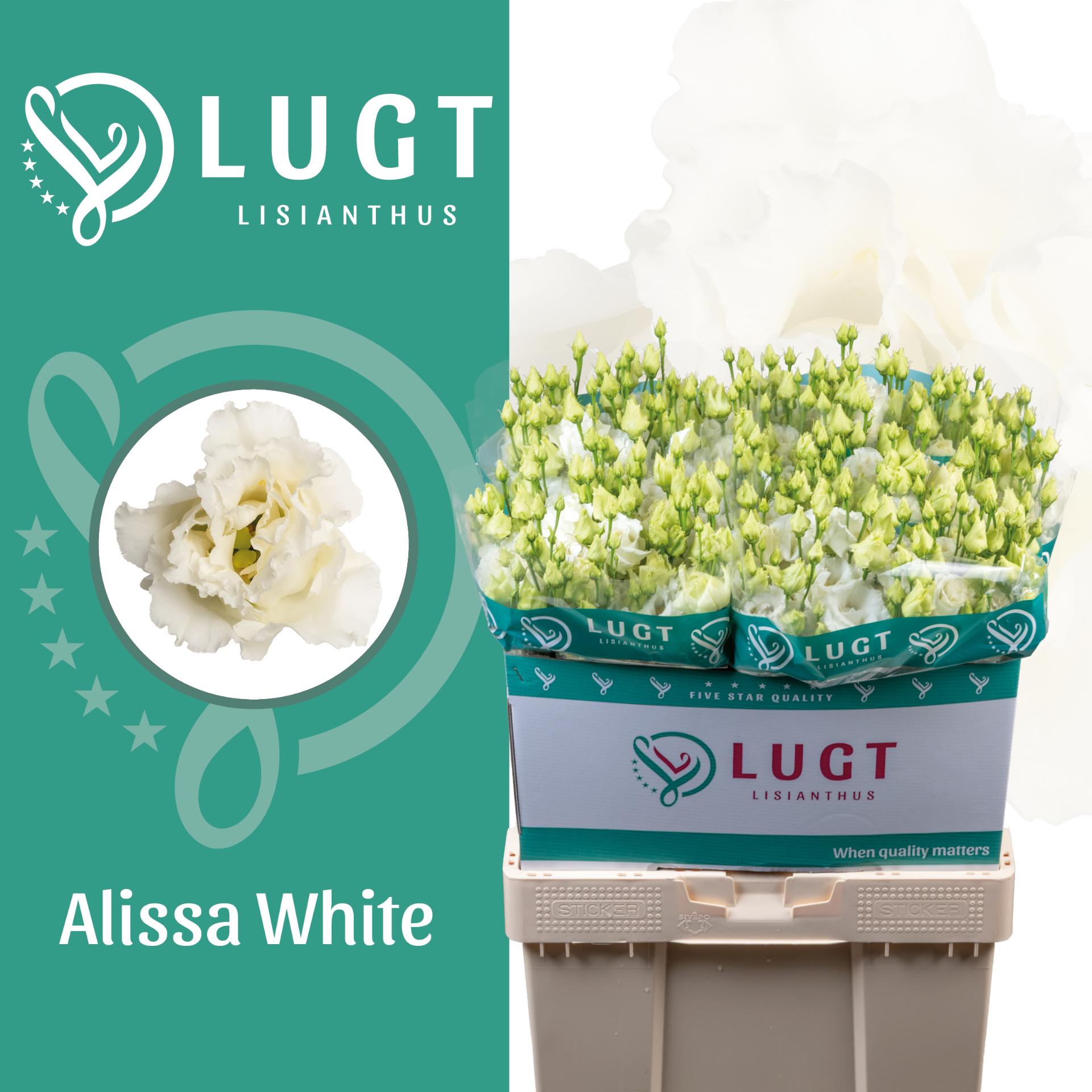 Срезанные цветы оптом Lisianthus do alissa white A от 40шт из Голландии с доставкой по России
