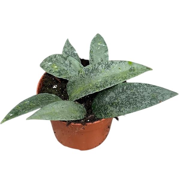 Горшечные цветы и растения оптом Hoya Flagellata Silver от 1шт из Голландии с доставкой по России