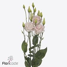 Срезанные цветы оптом Lisianthus do chaconne wedding pink от 50шт из Голландии с доставкой по России