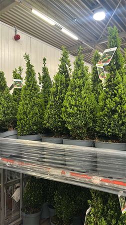 Горшечные цветы и растения оптом Buxu Se Pyramidalis 70cm P19 *spring Deal * от 1шт из Голландии с доставкой по России Горшечные цветы и растения оптом Buxu Se Pyramidalis 70cm P19 *spring Deal * от 1шт из Голландии с доставкой по России
