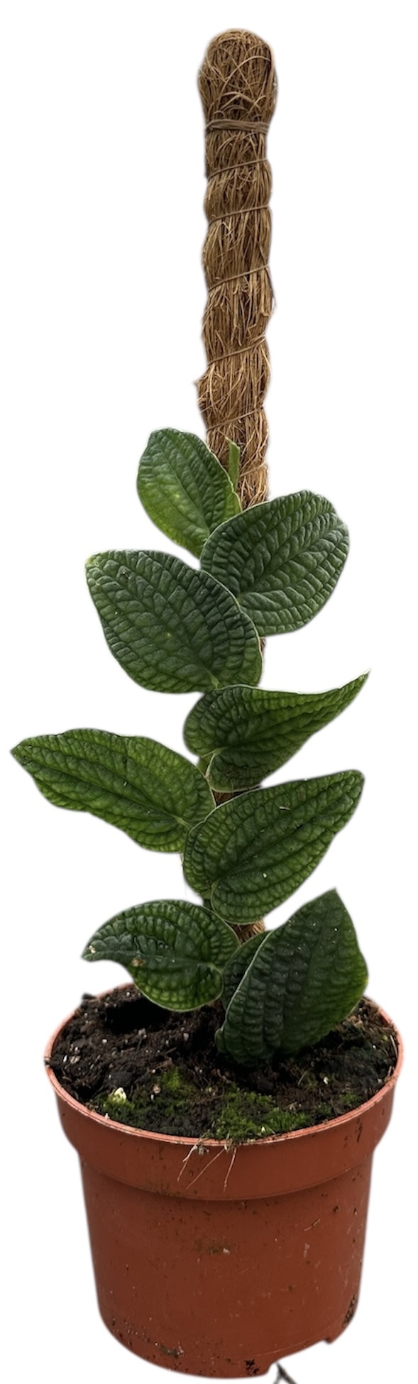 Горшечные цветы и растения оптом Rhaphidophora Tenuis Silver от 1шт из Голландии с доставкой по России