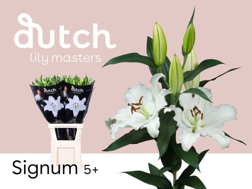 Срезанные цветы оптом Lilium or signum от 30шт из Голландии с доставкой по России