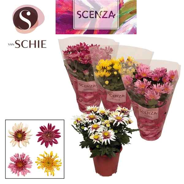 Горшечные цветы и растения оптом Chrys Anemona Mix (scenza) от 8шт из Голландии с доставкой по России