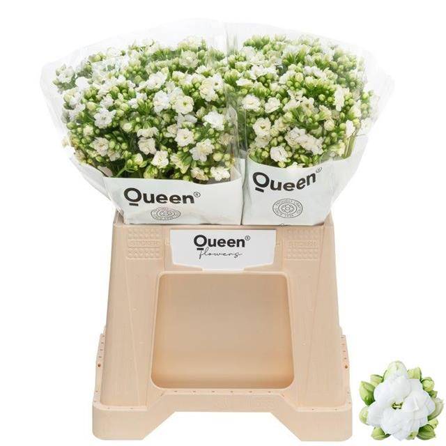 Срезанные цветы оптом Kalanchoe crystal white meadow от 20шт из Голландии с доставкой по России