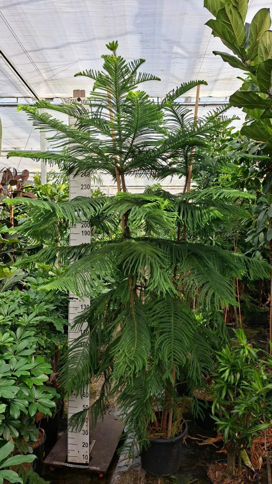 Горшечные цветы и растения оптом Araucaria 3pp от 1шт из Голландии с доставкой по России