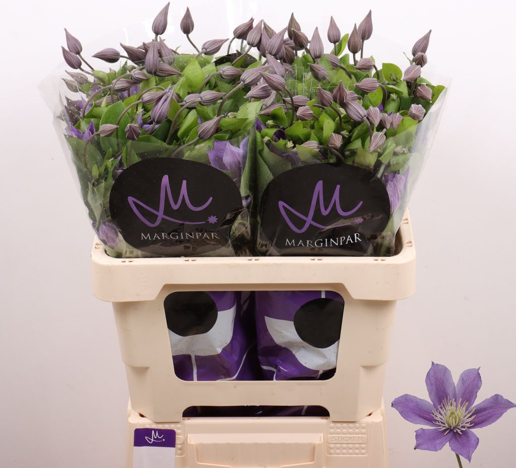 Срезанные цветы оптом Clematis amazing sofia от 40шт из Голландии с доставкой по России