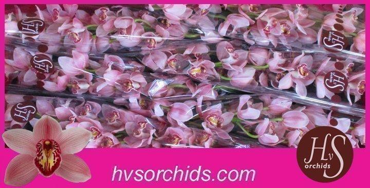 Срезанные цветы оптом Cymbidium pink unique pearl от 6шт из Голландии с доставкой по России