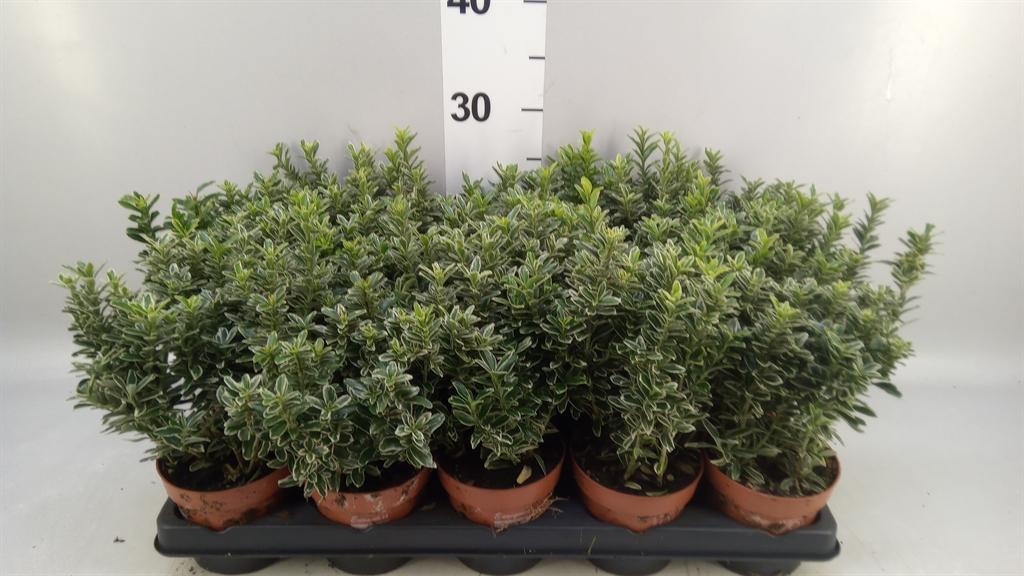 Горшечные цветы и растения оптом Euonymus Japon. microphyllus Albo от 15шт из Голландии с доставкой по России