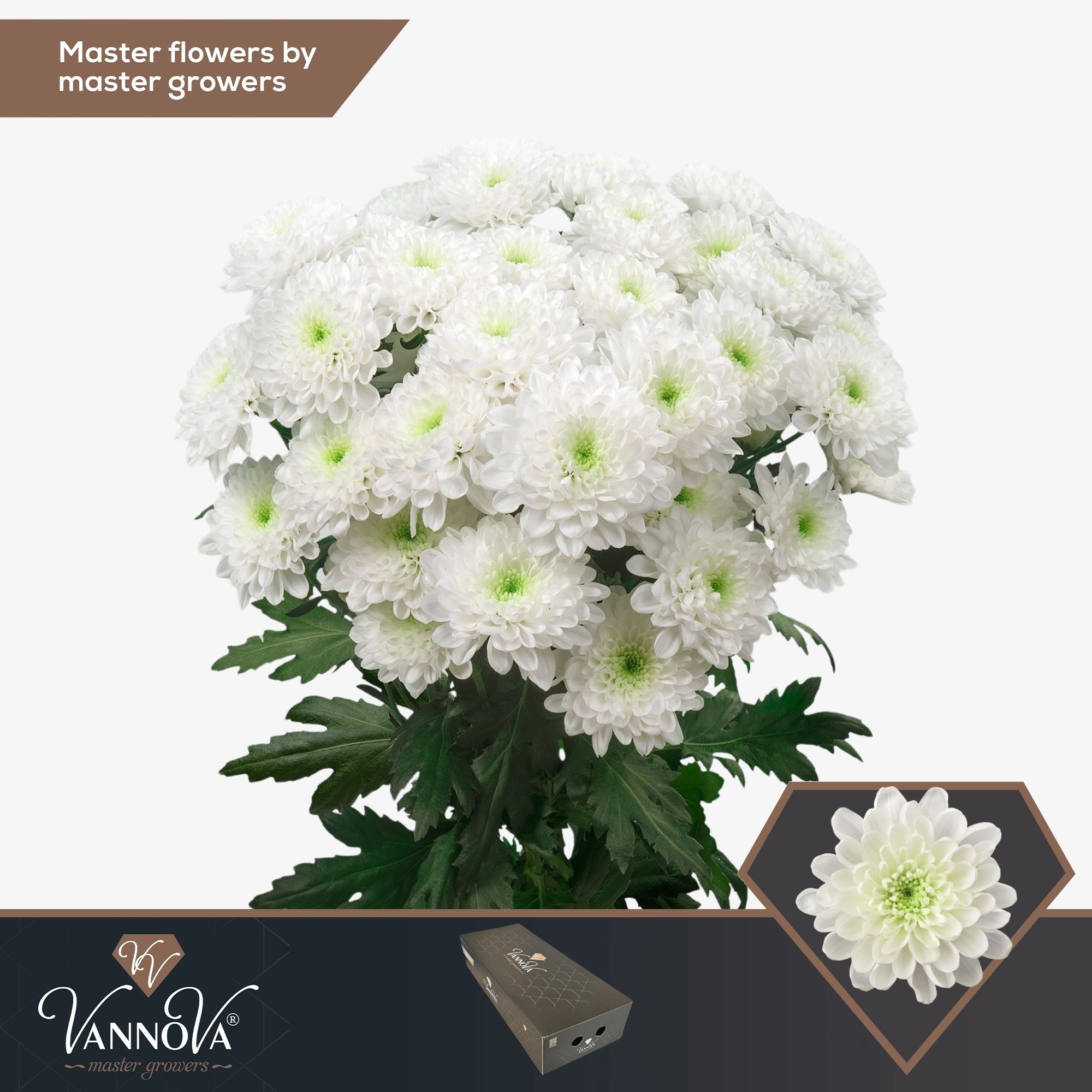 Срезанные цветы оптом Chrys sp altaj от 140шт из Голландии с доставкой по России